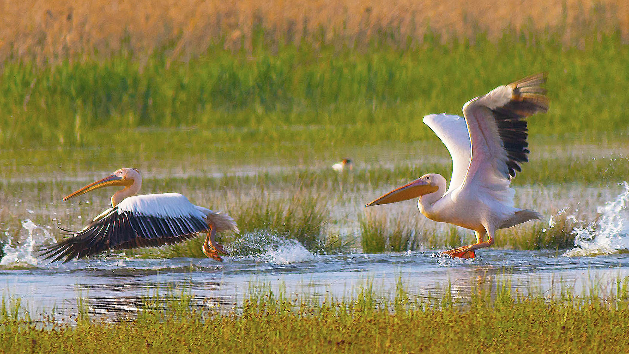 Great White Pelican
